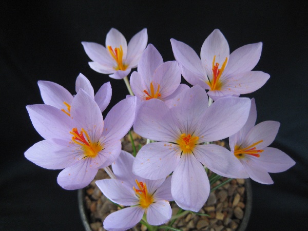 Crocus